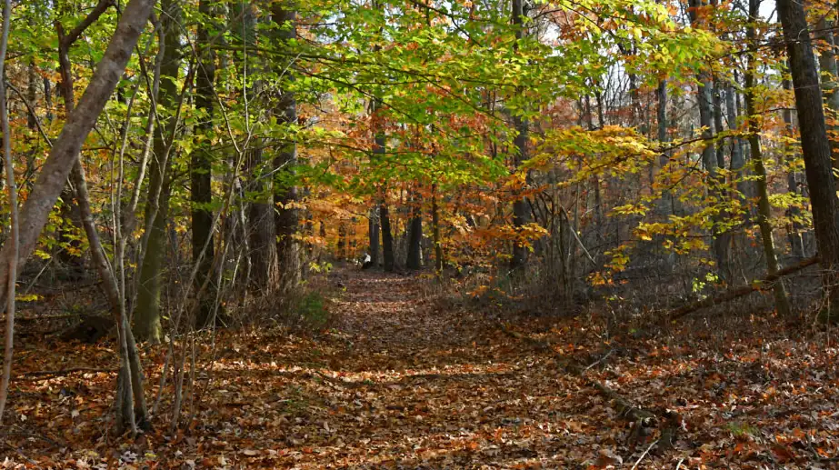 Woman Escapes Attack After Loyal Dog Defend Her