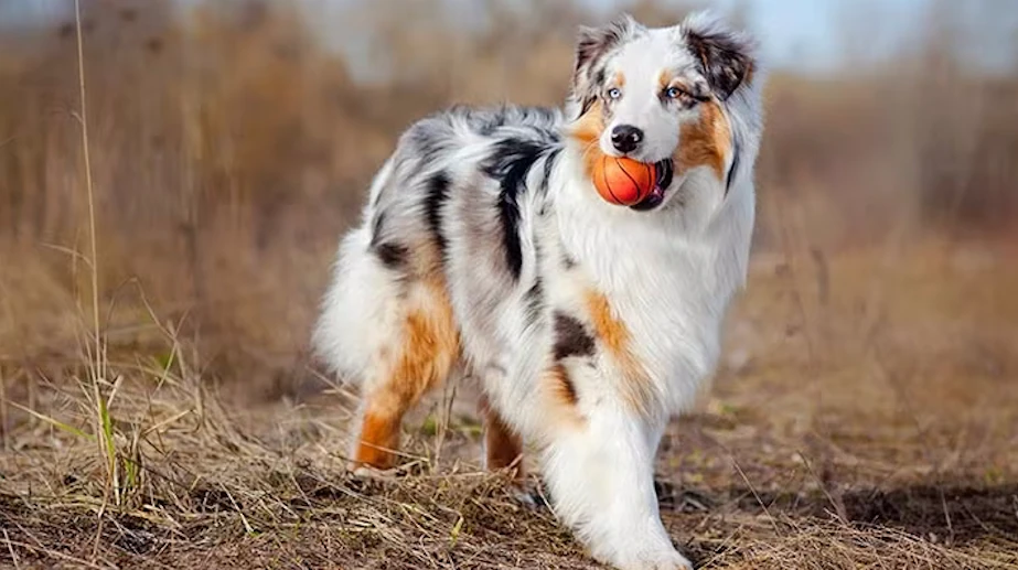 Do Dogs Know Who’s Good or Bad